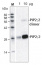 PIP2;2 | Plasma membrane aquaporin 2b